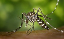 komary